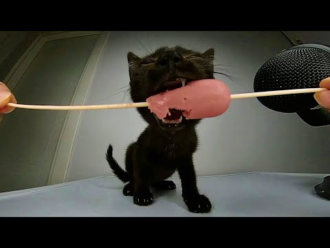 Kitten Devouring Sausage ASMR