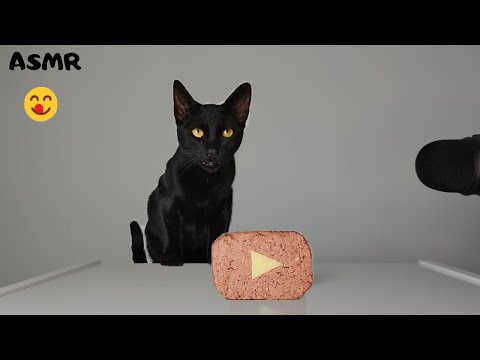 Cat eating Play Button ASMR