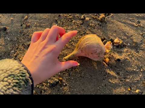 ASMR Morning walk