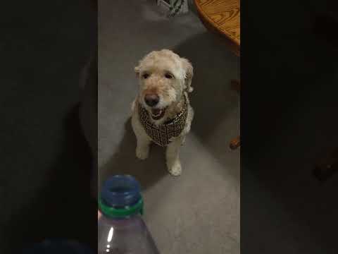 What are you begging for? #cute #dog