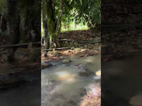 ASMR | Natural Water; Rain & River sounds #rainsounds #riversounds