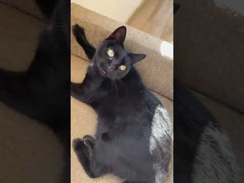 ASMR Removendo as energias negativas do Pitoco #asmr #tingles #catvideos