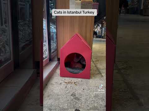 Cats in Istanbul Turkey