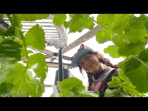 ASMR You’re a Bug in my Garden 🐞