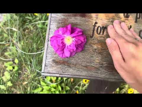 ASMR at a church garden