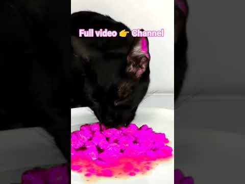 CAT 💗 ASMR