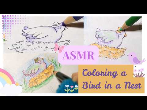 ASMR Bird in Nest Coloring No Talking Color Pencils