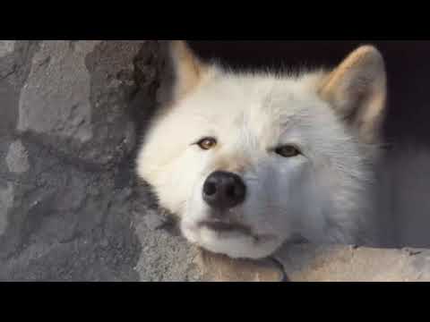 Wolf confesses his love for you/furry asmr