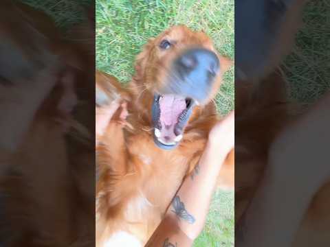 Dog asmr #asmr #lofi #dog #asmrtriggers #tapping #asmrvideos #asmrsounds