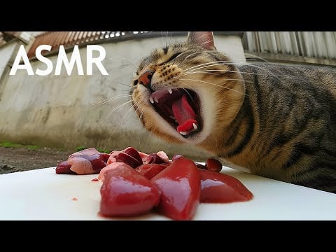Stray Cats Eating Raw Food ASMR