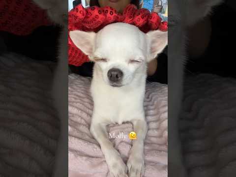 Molly Asmr 😴🥹🐶♥️ #asmr #hsyasmr #chiuahua #asmrsounds #relax