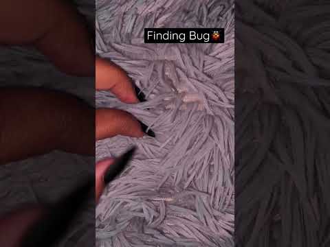 Finding Bug #asmr #asmrshorts