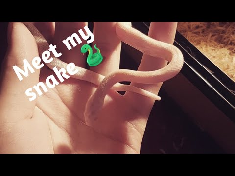 ASMR || MEET MY SNAKE || 🐍🐍🐍