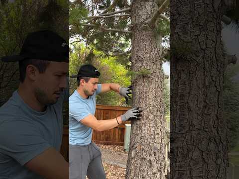 ASMR Massage: Turning a Tree into a Book!