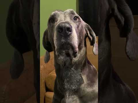 My dog let me do this... (ASMR Haircut) #shorts #asmrshorts