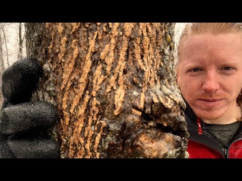 ASMR | Massaging the Trees in the Rain