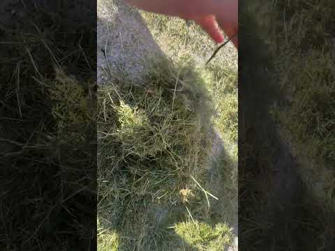 Grass shavings ASMR
