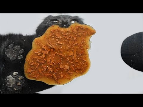 Cat Eating Wet Food ASMR