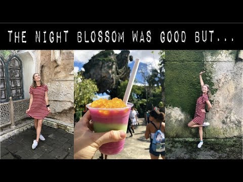 the night blossom drink was good but... // dcp spring 2019