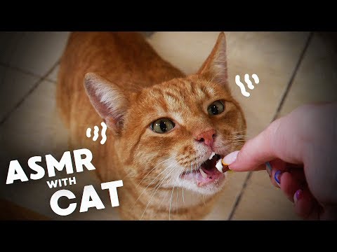 КОТ ПРОБУЕТ АСМР | MY CAT TRIES ASMR | МУРЧАНИЕ, EATING,MASSAGE,PURRING,CRUNCH,GROOMING WATER SOUNDS