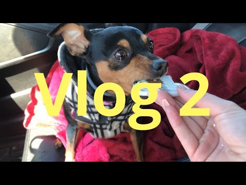 VLOG! Daily Life!