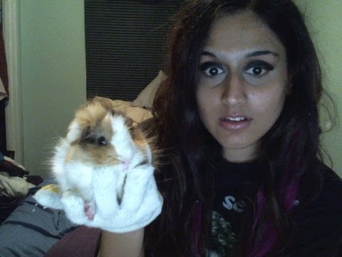 handsome guinea pig