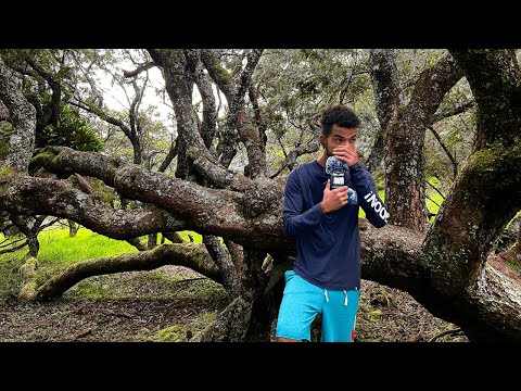 ASMR Détente dans une forêt relaxante