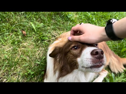 Outdoors ASMR! Tapping, Scratching 🐕 | NightNight Tingles ASMR