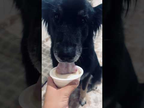 Mi perrita haciendo ASMR🐕🐾♥️ #asmr #dog #visualtingle #asmrcommunity #relax