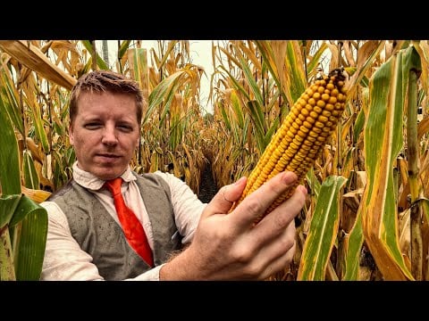 ASMR Corn Field Massage in the Rain