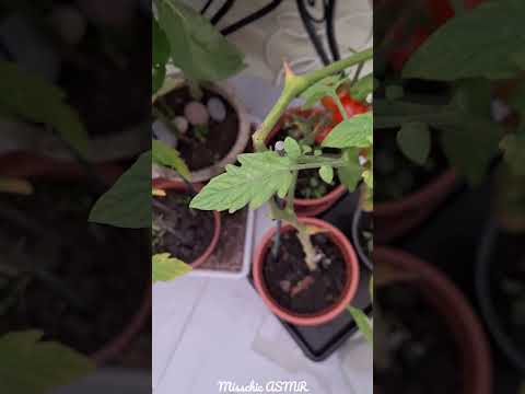 ASMR Harvest Tomatoes With Me! 🍅 #gardening #harvest #asmrnature