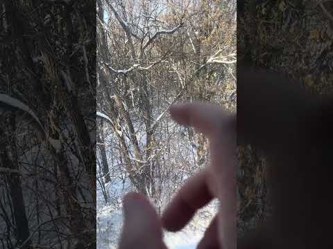 Deer ASMR 🦌 window tapping, whispering, tree tracing 