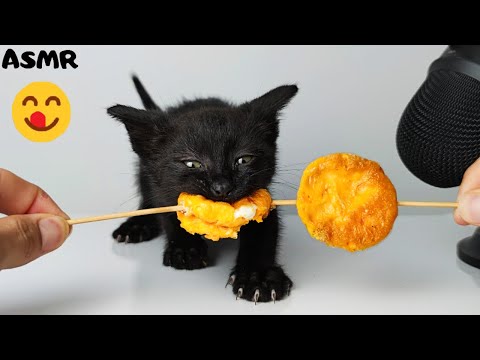 Kitten eating Yolk ASMR