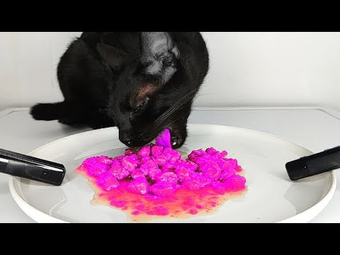 Black Cat Eating Pink Food ASMR