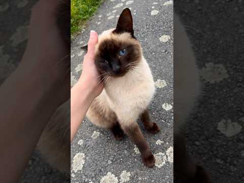 À 2 doigts de la catnapper 😼✨ #chat #cat #blueeyes #beautiful #inlove