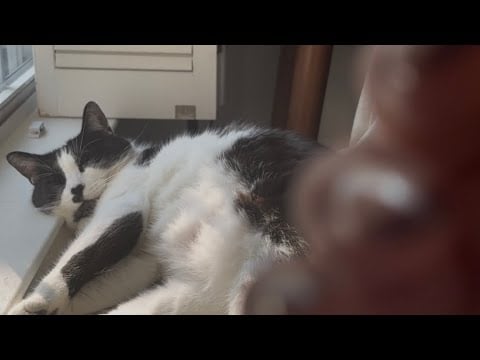 asmr lofi camera tapping w/kitty meow meow
