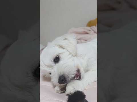 야무지게 먹더니 갑자기 정지한 강아지🐶 #강아지쇼츠 #귀여운강아지 #추천추천추천추천추천추천추천추천추천추천