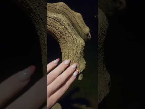 ASMR Scratching #asmr #asmrvideo #scratch