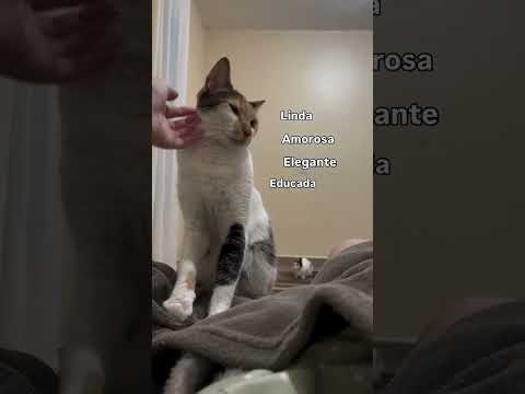 Ela tem um defeito escondido...  #gatos #cat #petsfofinhos #gato