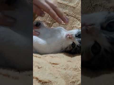 ASMR with a kitten