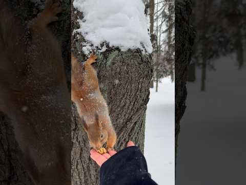 первый раз кормлю белочку орехами 🥹🐿️🌰 #shorts #winter