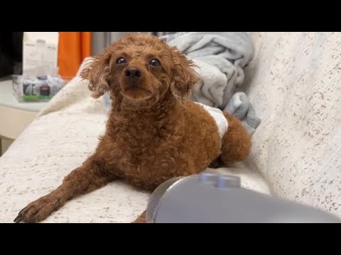 KC Dormant Sound Aid, Small Dog Live Broadcast