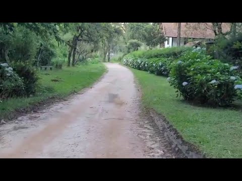 ASMR ; ANDANDO PELO BOSQUE GATO DE BOTAS ✨️🥰