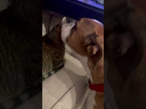 cat gets licked by dog and then stares into the cameras soul