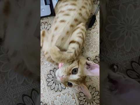 I am Beautiful 😍😸😘 #shorts #cat #kitten #kitty #funny