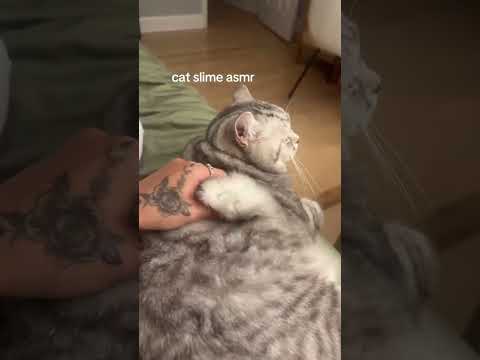 AI CAT SLIME #asmr