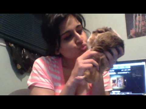 kissy kiss time with my guinea pig