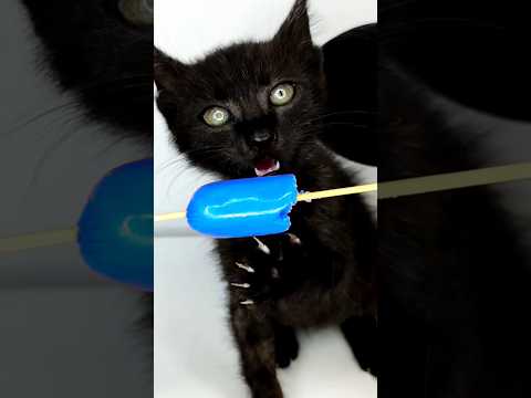 ASMR Mukbang Kitten Eating Blue Sausage 🌭💙 #shorts