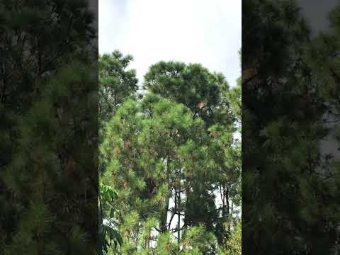 First Daytime Sighting of The Love Birds🦉Two Tawny Frog-Mouths🌲Look Closely!