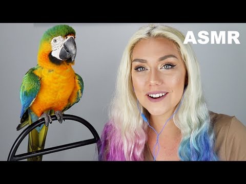 ASMR My Parrot Gives You Tingles!